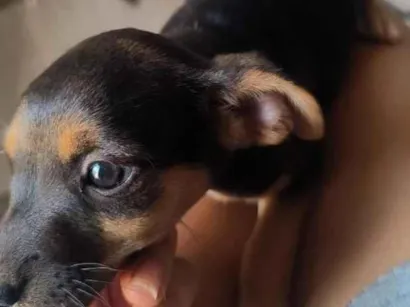 Cao SRD-ViraLata Pequeno Abaixo-de-2-meses