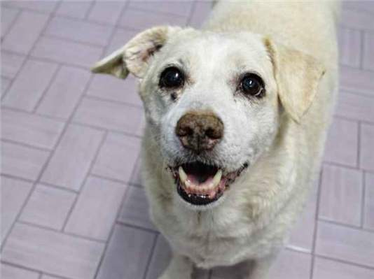 Cao Procura-Perdido Fêmea Médio 6 anos Acima 