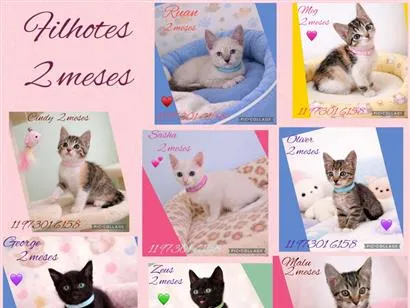 Gato SRD-ViraLata Pequeno 2-a-6-meses