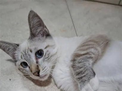 Gato SRD-ViraLata Pequeno 2-a-6-meses