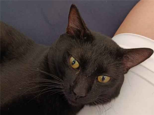 Gato - Macho Pequeno1 ano