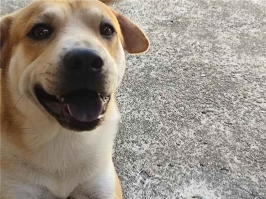Cachorro cão para adoção Macho Médio  4 anos 