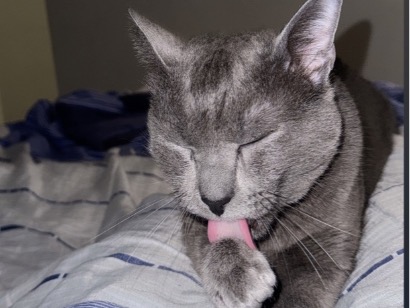 Gato para adoção Macho Médio 1 ano