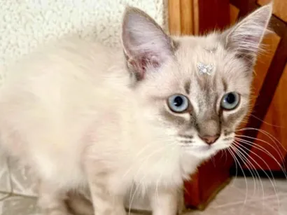 Gato Siamês Pequeno 2-a-6-meses