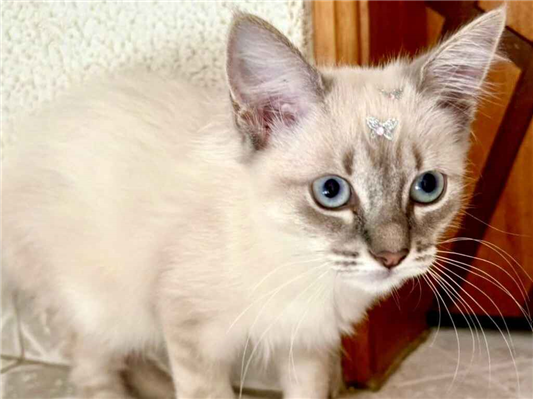 Gato para adoção Fêmea Pequeno 2 a 6 meses