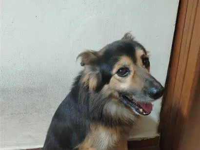 Cao SRD-ViraLata Medio 6-anos-Acima