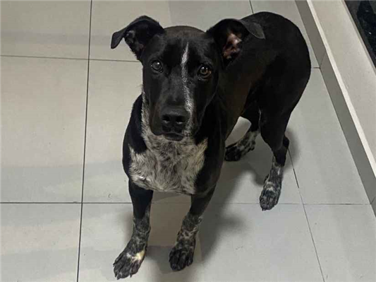 Cachorro cão para adoção Macho Médio  7 a 11 meses 