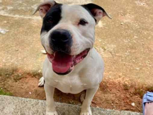 Cachorro cão para adoção Macho Médio  2 anos 