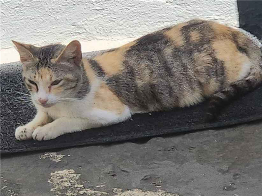 Gato - Fêmea Pequeno2 a 6 meses