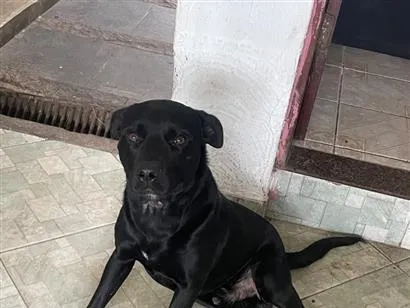 Cao SRD-ViraLata Medio 2-anos