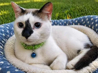 Gato SRD-ViraLata Medio 1-ano