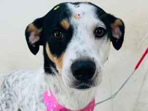 Cachorro cão para adoção Fêmea Médio  1 ano 