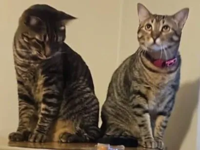 Gato SRD-ViraLata Medio 3-anos