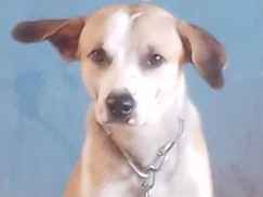 Cachorro cão para adoção Macho Médio  1 ano 