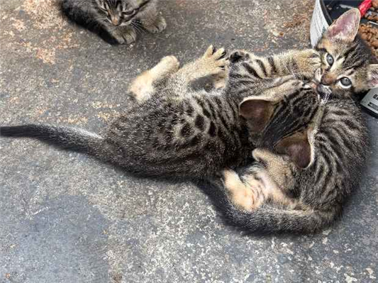 Gato para adoção Ambos Pequeno Abaixo de 2 meses