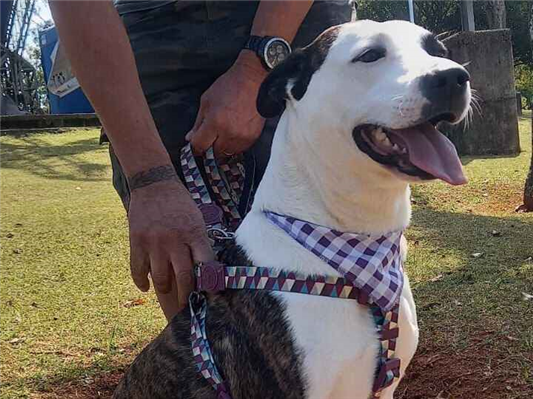 Cachorro cão para adoção Fêmea Médio  2 anos 