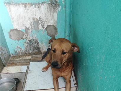 Cachorro cão para adoção Macho Grande 1 ano 