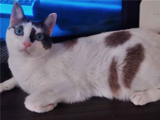 Gato para adoção Fêmea Médio 2 anos