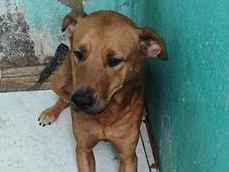 Cachorro cão para adoção Macho Grande 1 ano 