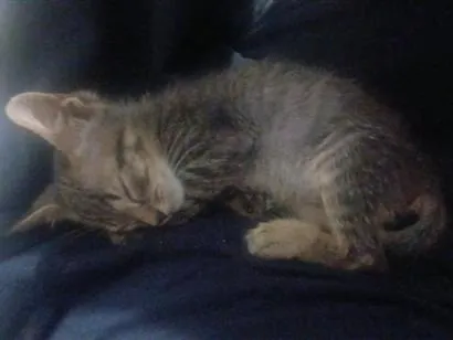 Gato SRD-ViraLata Pequeno 2-a-6-meses