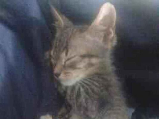 Gato para adoção Macho Pequeno 2 a 6 meses