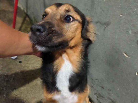 Cachorro cão para adoção Macho Médio  2 anos 