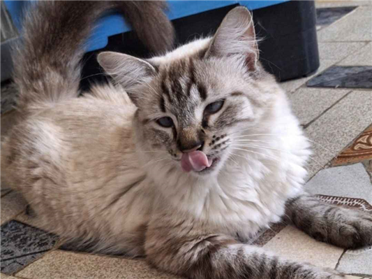 Gato Procura-Perdido Fêmea Pequeno 1 ano 