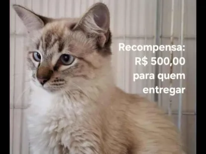 Gato SRD-ViraLata Pequeno 1-ano