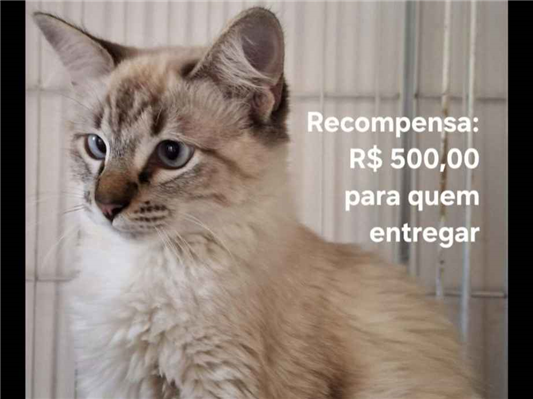 Gato Procura-Perdido Fêmea Pequeno 1 ano 
