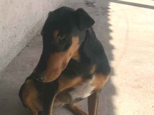 Cachorro cão para adoção Macho Grande 7 a 11 meses 