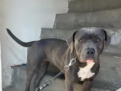 Cao Pit-Bull Medio 7-a-11-meses