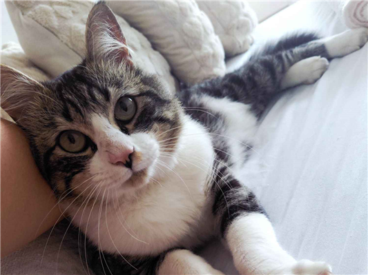 Gato para adoção Macho Pequeno 1 ano