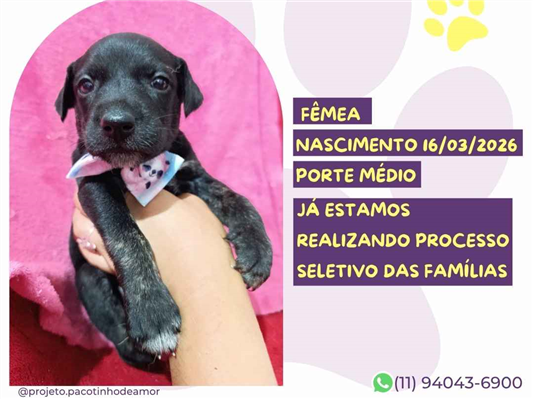 Cachorro cão para adoção Fêmea Médio  2 a 6 meses 