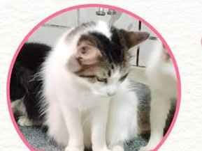 Gato para adoção Fêmea Médio 