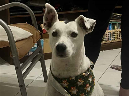 Cachorro cão para adoção Fêmea Médio  4 anos 
