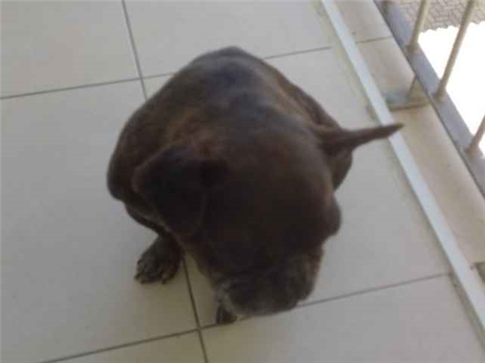Cachorro cão para adoção Macho Médio  6 anos Acima 