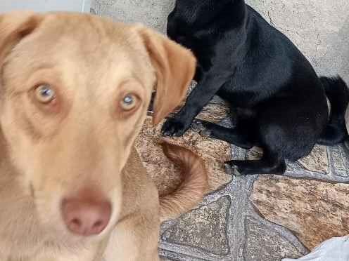 Cachorro cão para adoção Ambos Pequeno 1 ano 