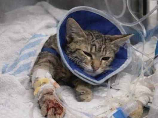 Gato para adoção Fêmea Pequeno 2 a 6 meses