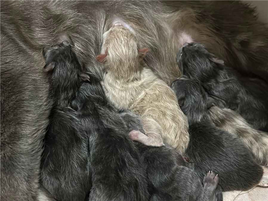Gato para adoção Ambos Pequeno Abaixo de 2 meses