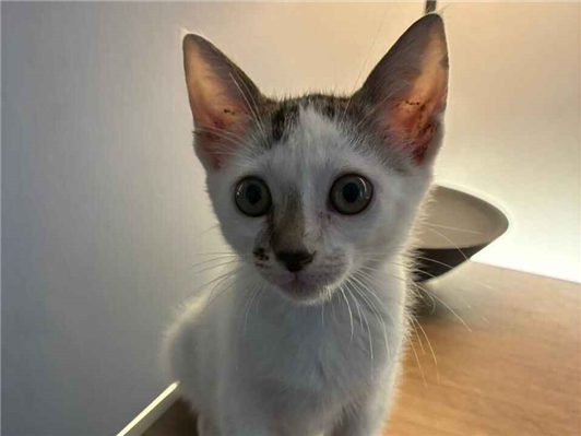 Gato para adoção Fêmea Pequeno 2 a 6 meses