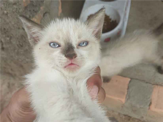 Gato para adoção Fêmea Pequeno Abaixo de 2 meses