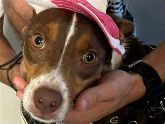 Cachorro cão para adoção Macho Médio  1 ano 
