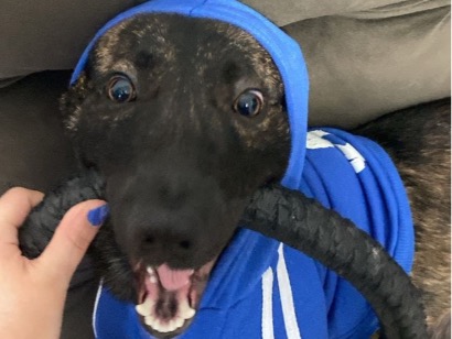 Cachorro cão para adoção Macho Médio  1 ano 