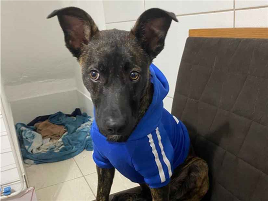 Cachorro cão para adoção Macho Médio  1 ano 