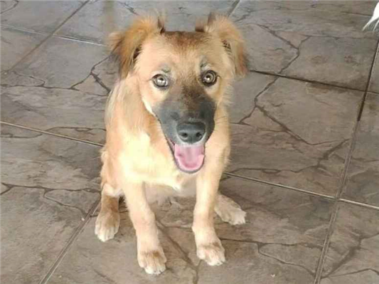 Cachorro cão para adoção Fêmea Médio  2 a 6 meses 