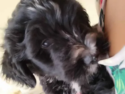 Cao SRD-ViraLata Pequeno 2-a-6-meses