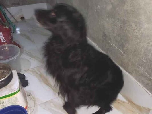Cachorro cão para adoção Macho Médio  5 anos 