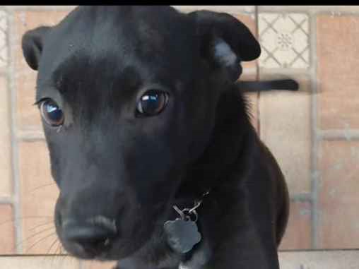 Cachorro cão para adoção Macho Médio  2 a 6 meses 