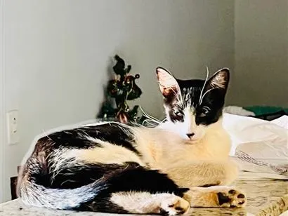 Gato SRD-ViraLata Medio 1-ano