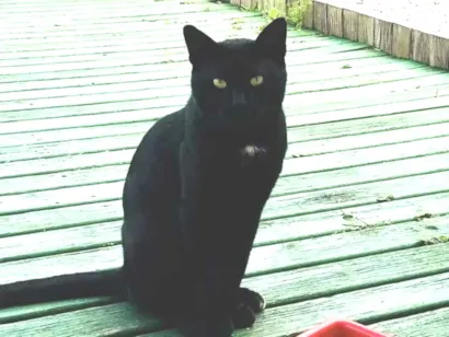 Gato SRD-ViraLata Medio 7-a-11-meses
